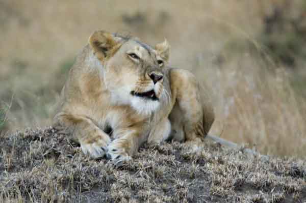 05 - Kenia - Leona - reserva nacional de Masai Mara